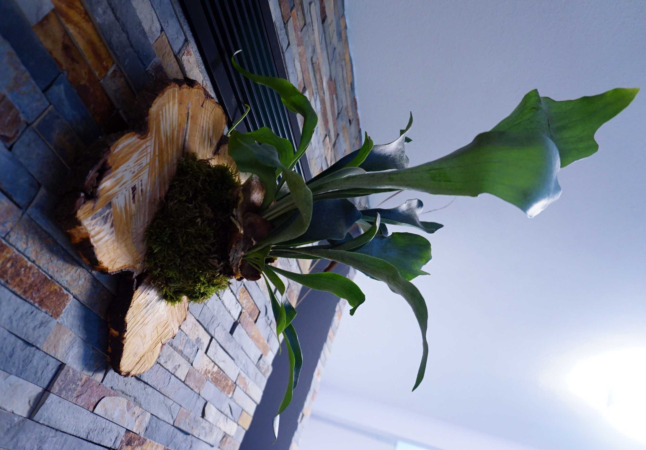 Mounted Staghorn Fern | Platycerium bifurcatum
Feriga corn de cerb