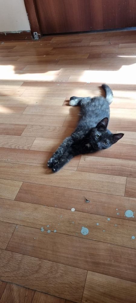 Котята 4 месяца
