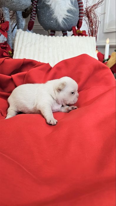 Bulldog francez Platinum Pink