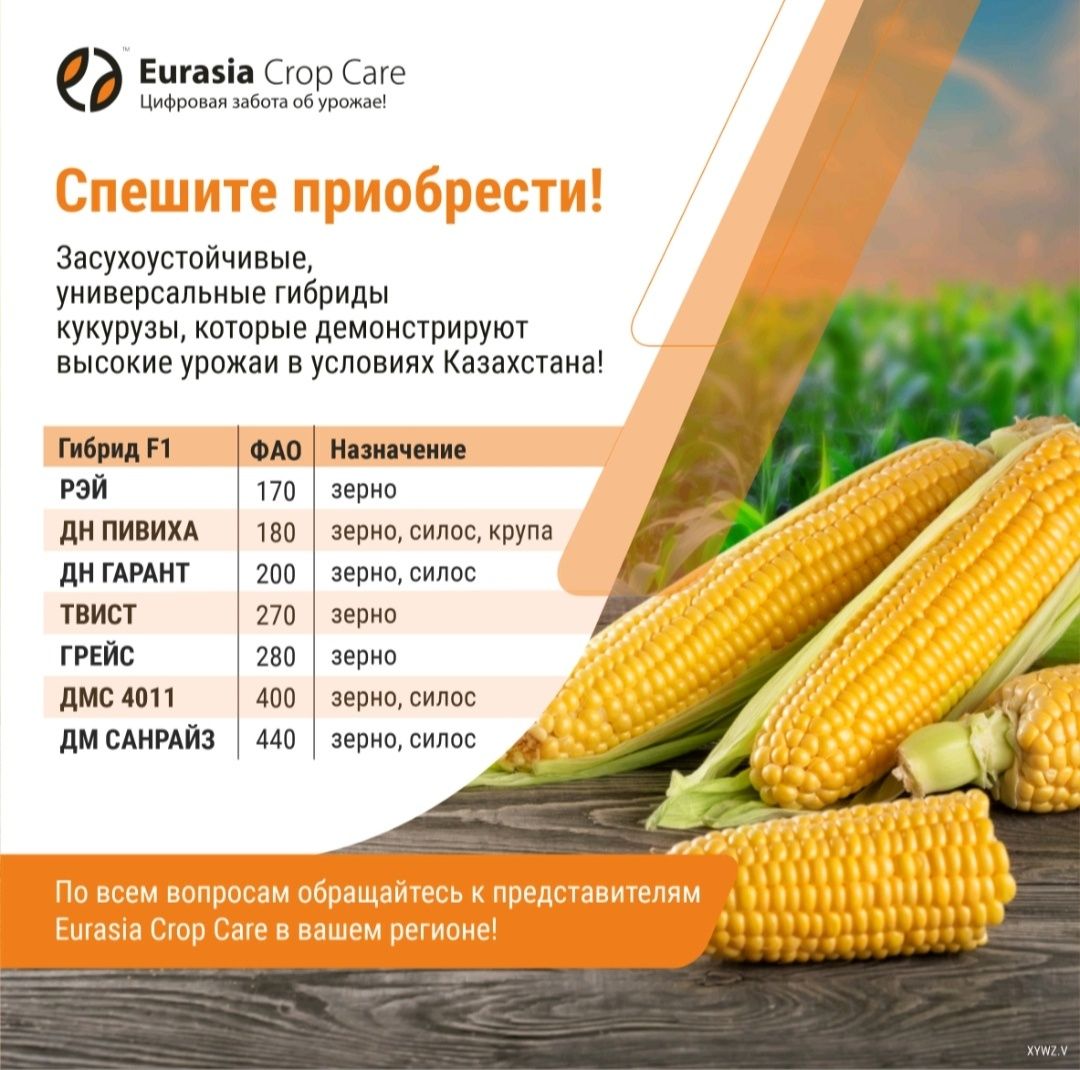 Семена кукурузы украинской компании МАИС