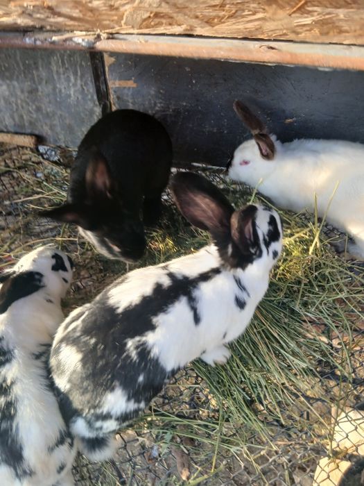 Iepuroaice de vanzare