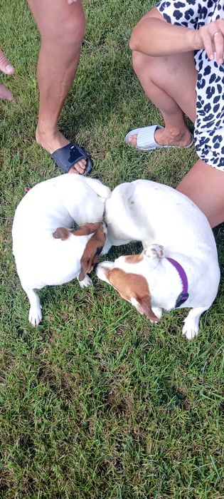 Продавам Джак Ръсел