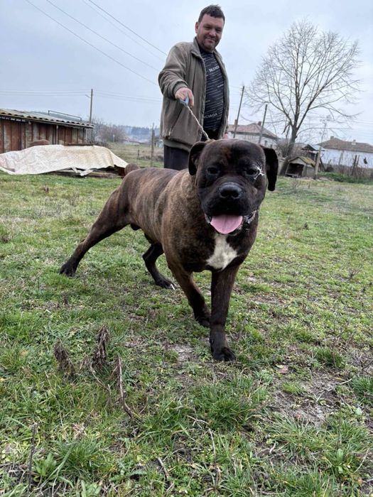 Мъжко тигрово кане корсо 450лв