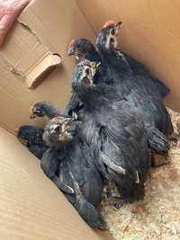 Australorp negru pui de două luni din găini extrem de ouătoare