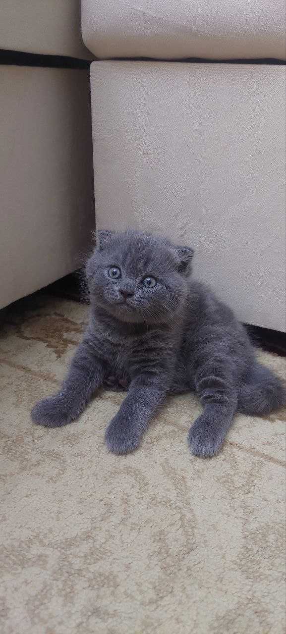Шотландский вислоухий мушукчалар сотилади