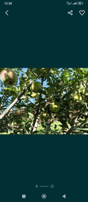 Кармана тум Ховли Сотилади