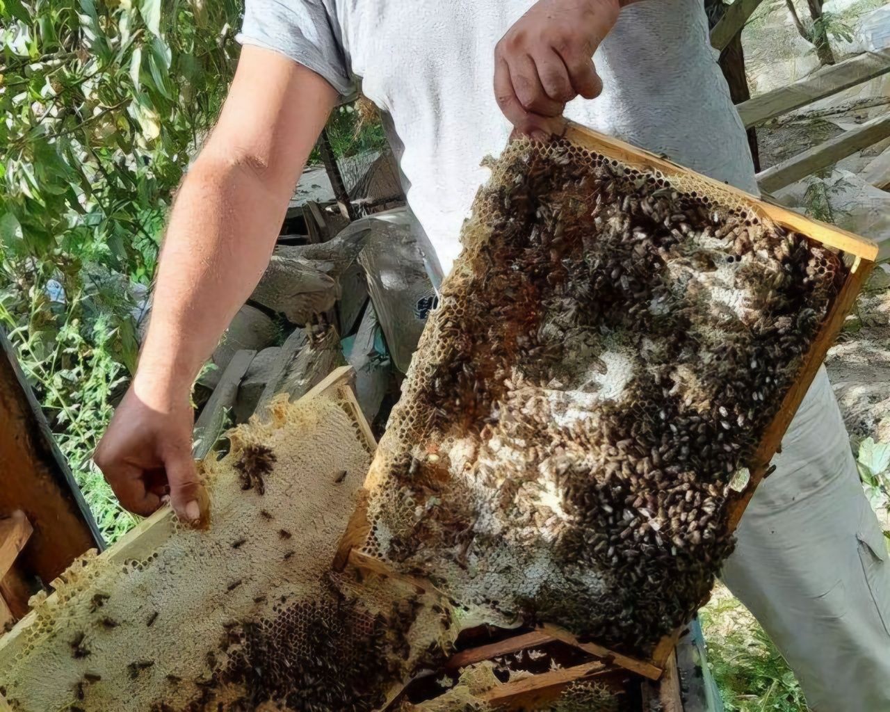 Asal sotiladi. 100% toza. Ishonchli.