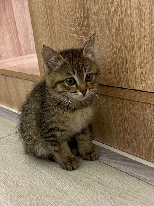 Продам котика 1,5 месяца