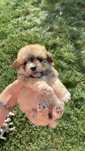 Bichon metist, donez de urgenta
