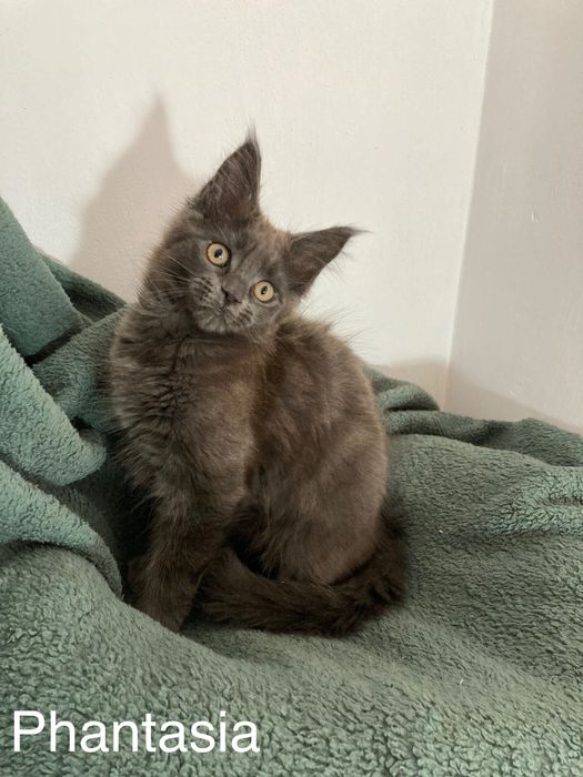 Мейн-куун котенца