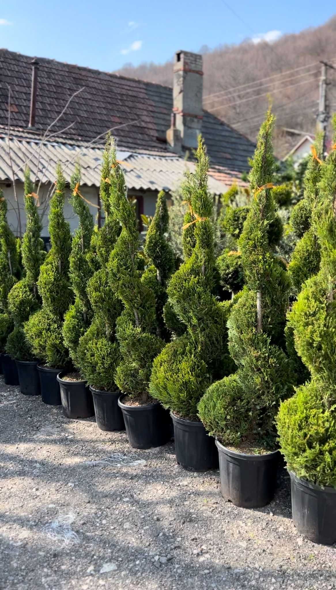 Plante decorative Cu transport oriunde in tara Calitate Extra!