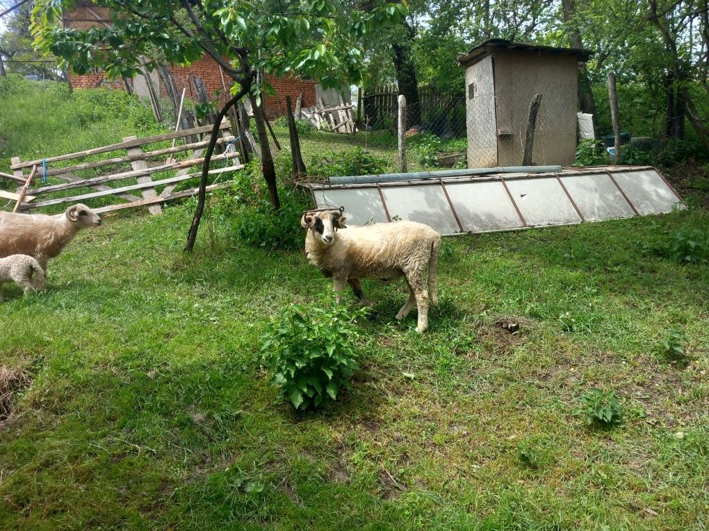 Berbecuț în vârstă de 1 an