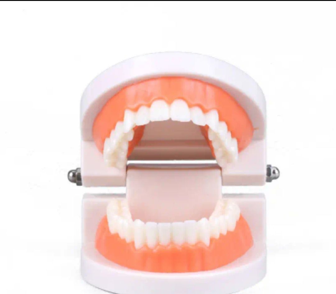 Модель зубов макет челюсти