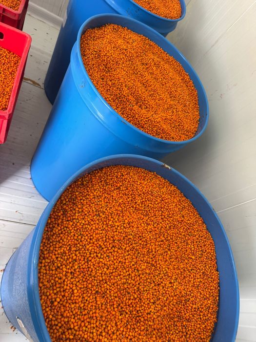 Catina congelata-Cultura bio