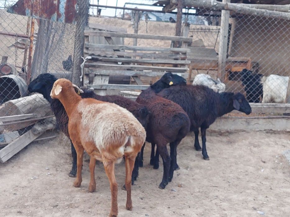 Семіз жем жеп тұрған қисары ірі денелі қойлар сатылады