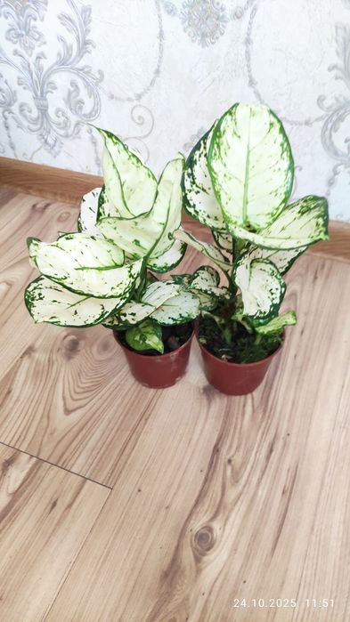 Аглаонема сортовые. Комнатные растения Алматы