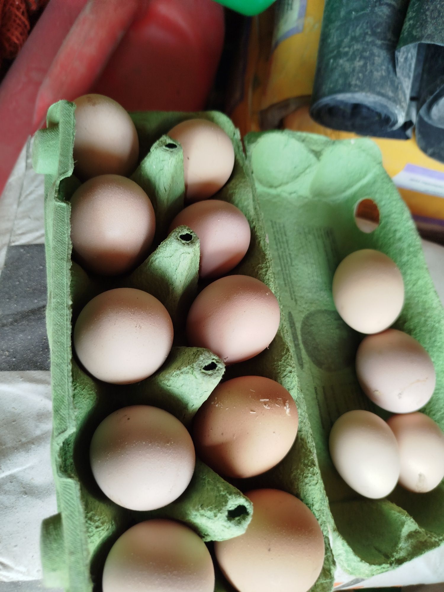 Oua pentru incubat Australorp