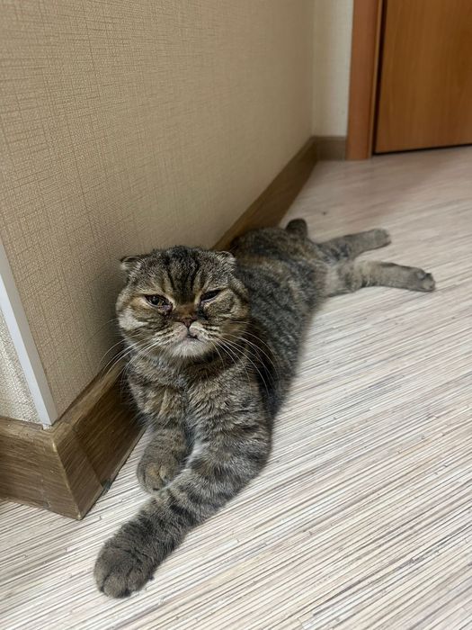 Шотландская вислоухая кошечка ищет любящую семью