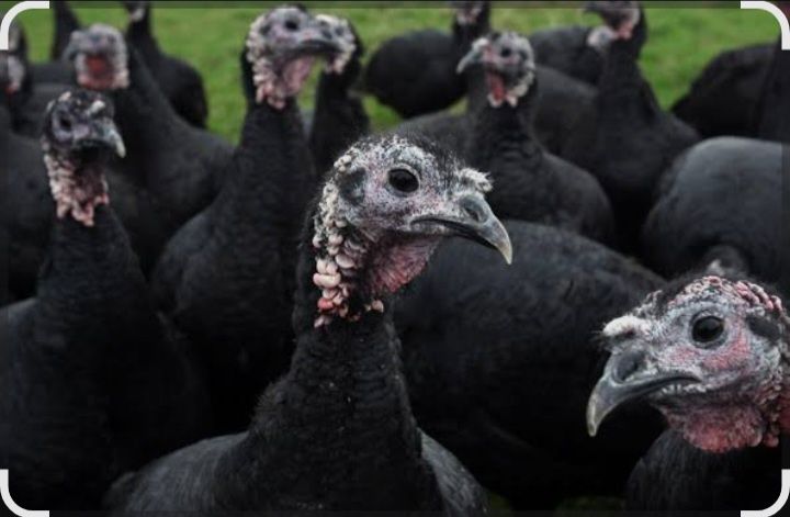 Қара Үндік  сатылады сюуға