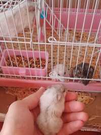 Hamsteri Pitici Siberieni-Rusești