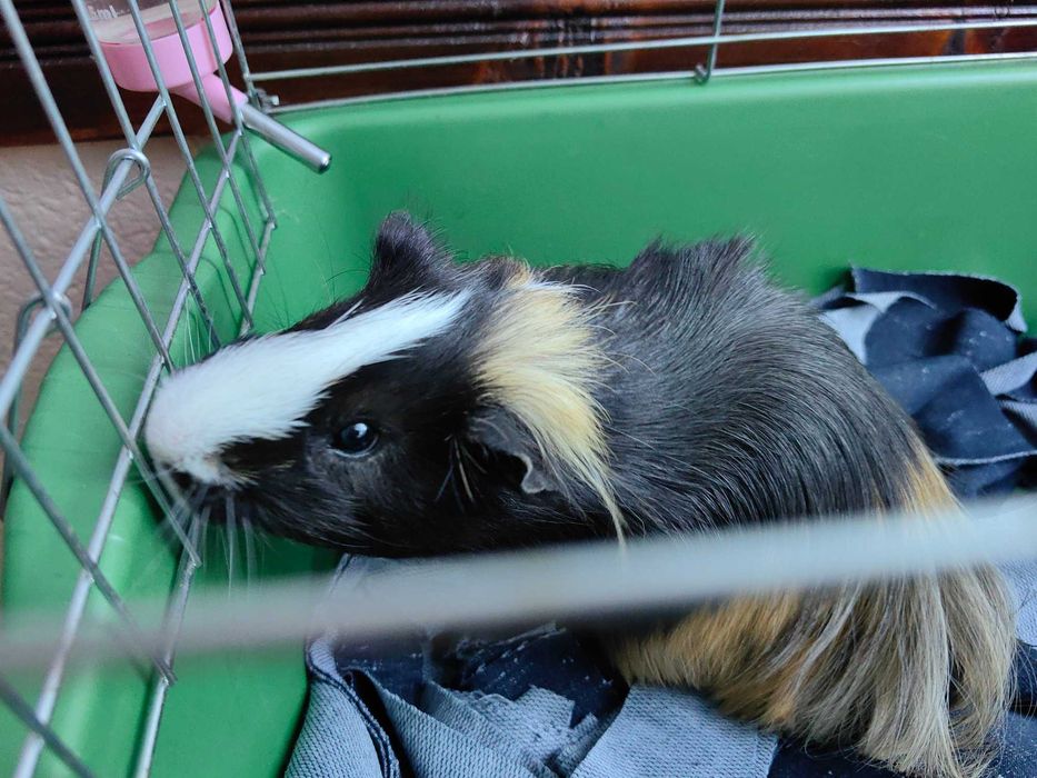 Морско    свинче