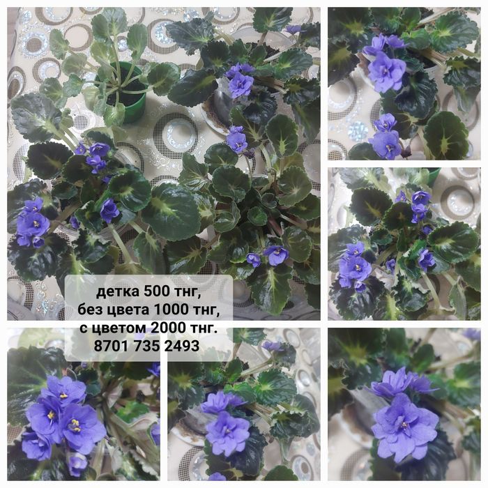 Продам фиалку сорт Blue Girl