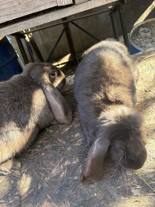 Femele rasa berbec german la 7 luni