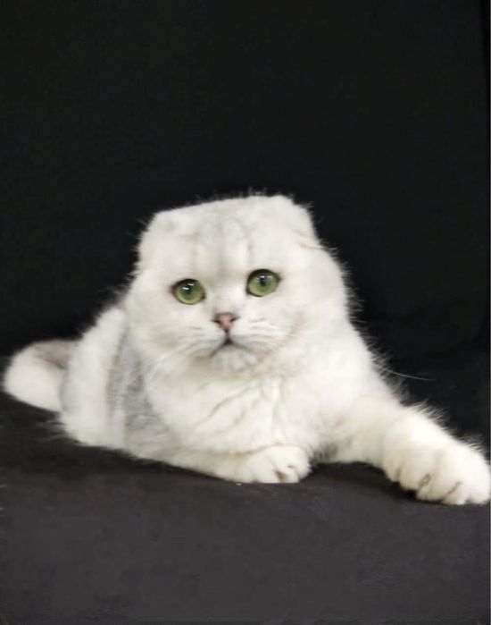 Вязка !!!SOTILMIDI Супер красавчик шотландский вислоухий KoTNs11331