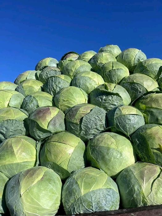 De  vânzare  Varza de Buzău 2.3 lei  kg cu frunza subțire (cea mai bun