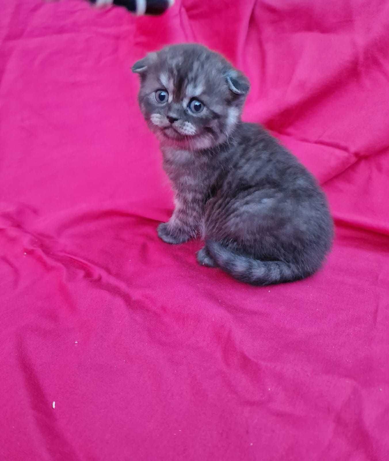 British Shorthair/Scottish Fold