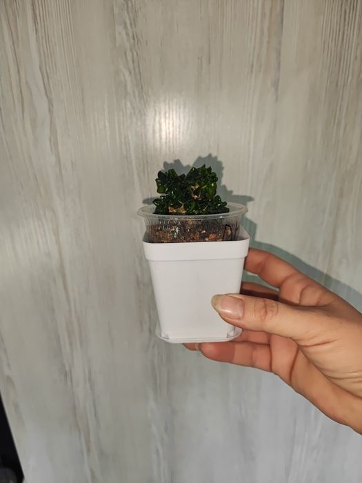 Горшки для орхидей