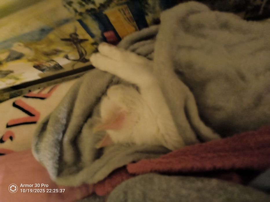 Подарявам коте на около 4 месеца