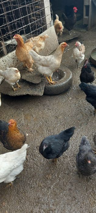 Pui de curte de  anul asta ,