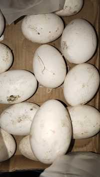 Гусиные ,утиные яйца