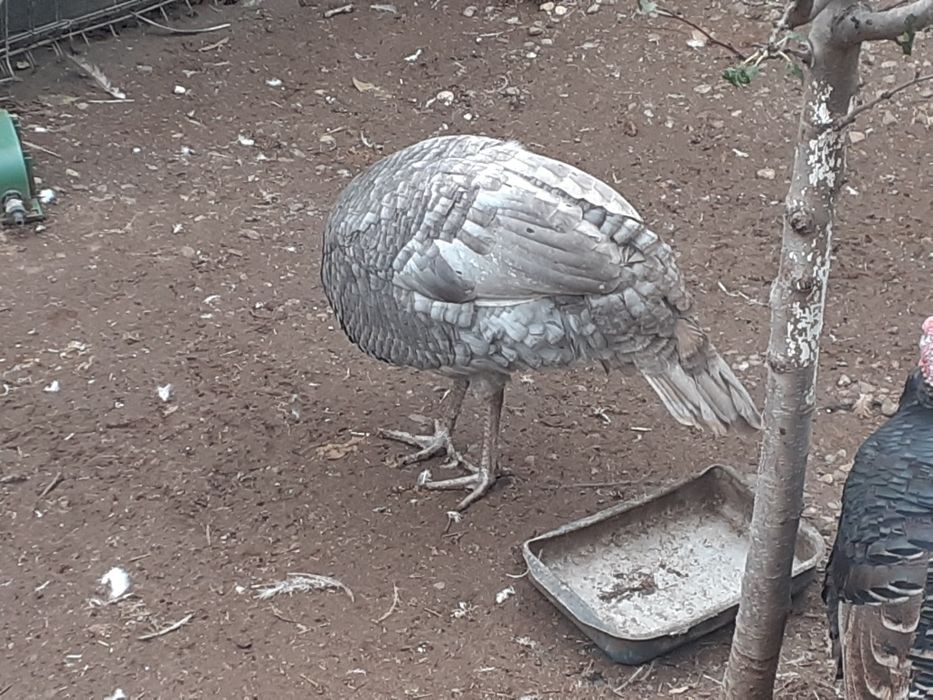 Vând curcani tineri crescuți în sistem gospodaresc