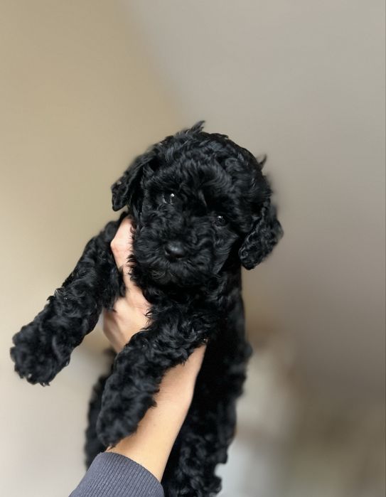 Пудел мини / Poodle