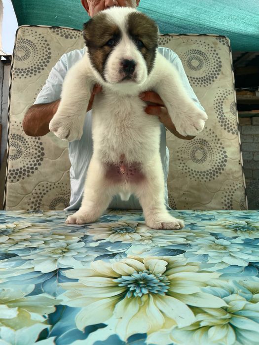 Щенок Алабая ( Супер Гигант )