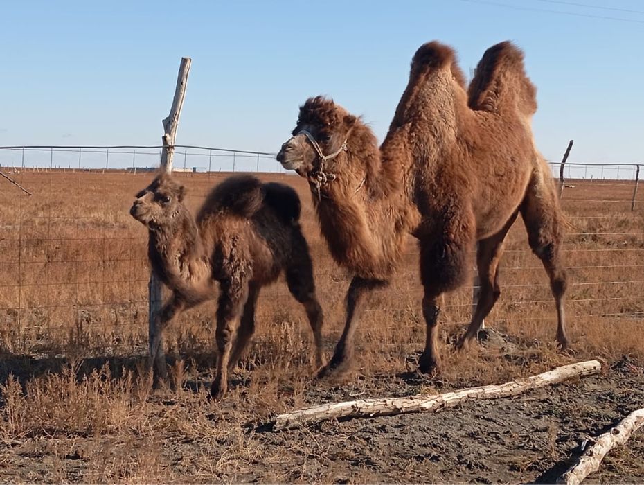 Туйе ургашы ботасымен
