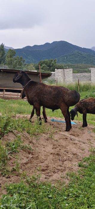 Баран а продам.Гиссарской породы