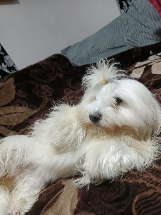 Vand bishon maltez ce așteaptă o căsuța noua