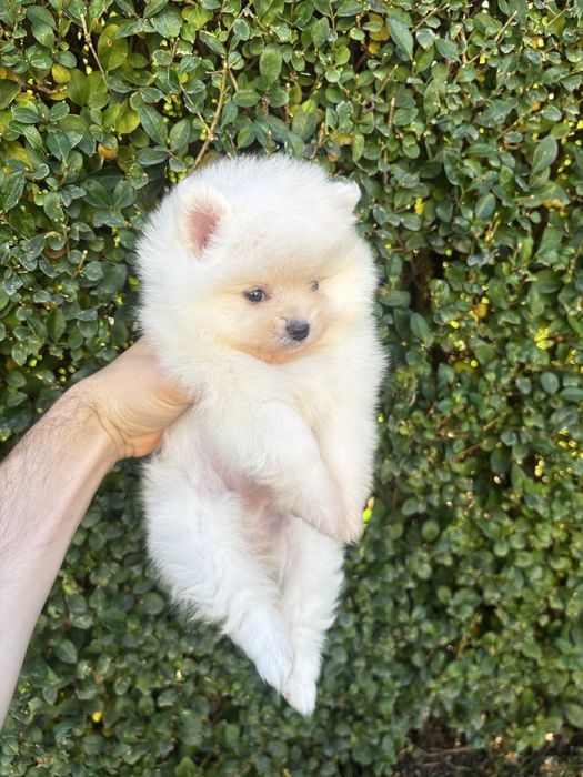 Померан - шпиц момичета