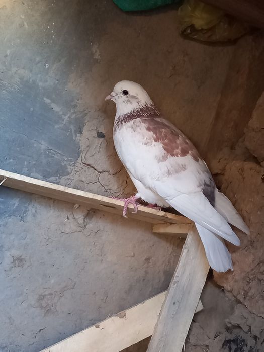 Даулетбаев нұрсұлтан