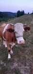 Vaca  de vanzare
