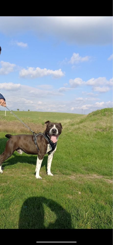 Vand catelusa amstaff