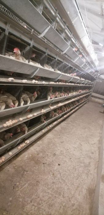 Ломин Сенди 8-ойлик товуклар сотилади тугадиган