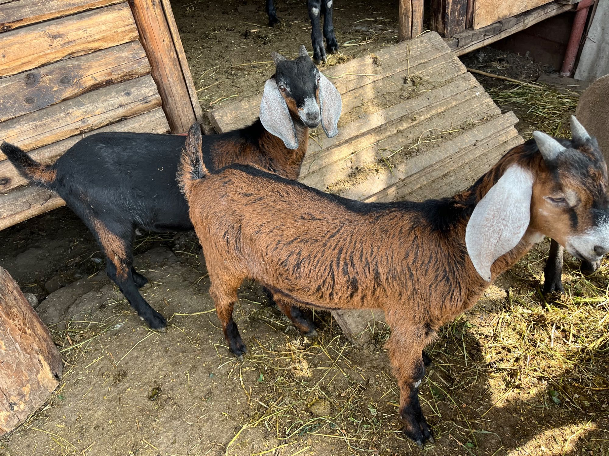 2 țapi francezi alpini (iezi aproximativ 20 kg)