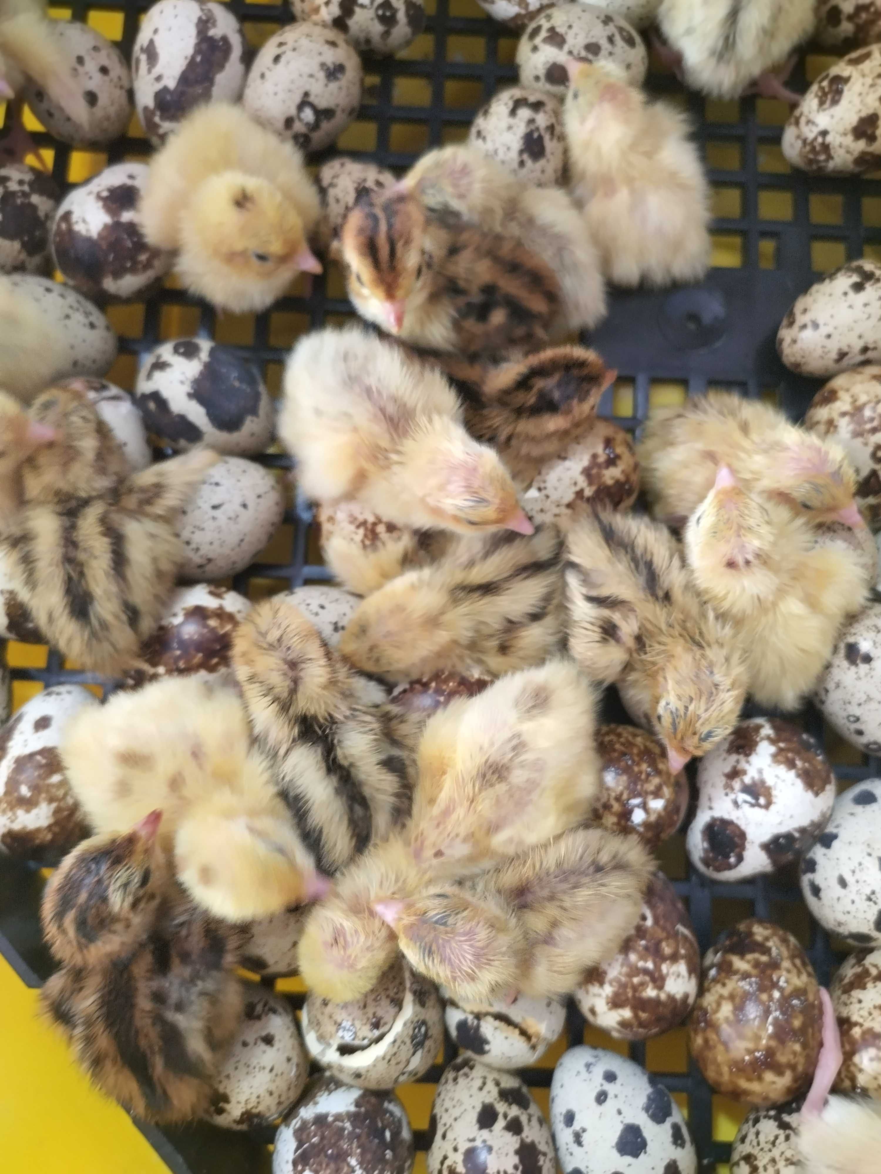 Новоизлюпени пъдпъдъци