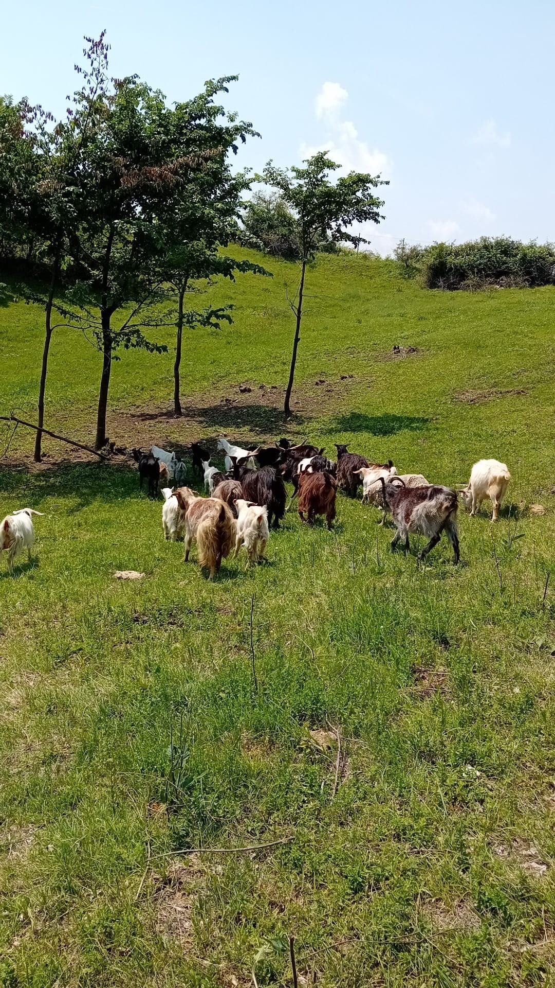 Capre de vânzare