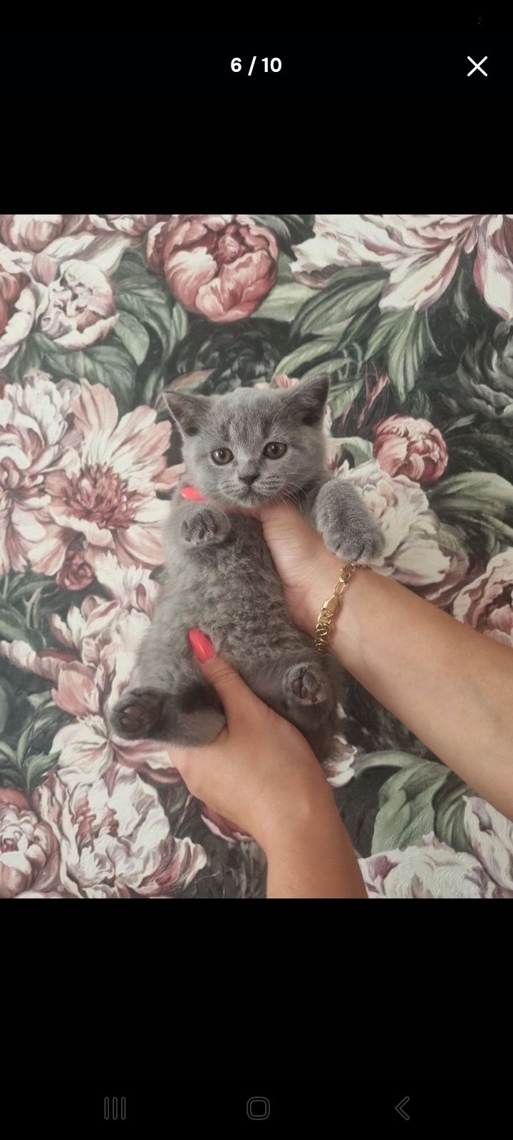 British shorthair