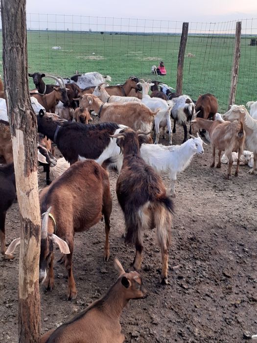 Vând zeru de la brânza de capră 2 lei litru